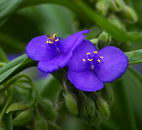 ترادسکانتیا ویرجینیانا